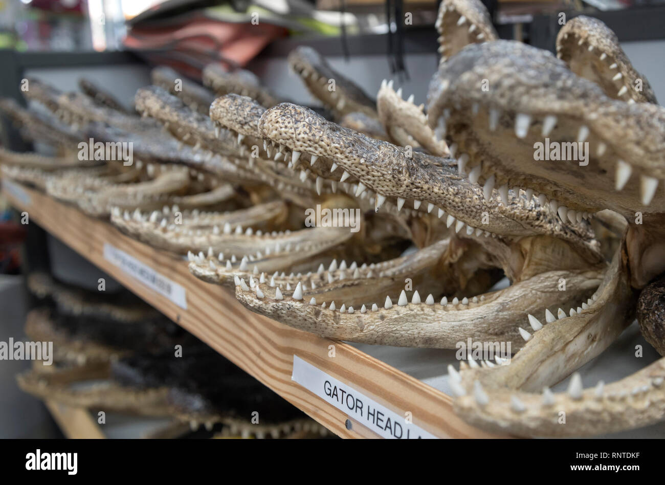 Gator Köpfe sind verkaufen für Souvenirs in einem Gas North Florida entfernt. Stockfoto