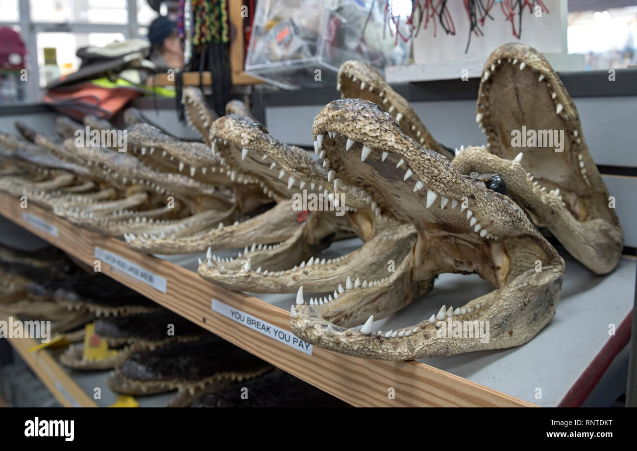 Gator Köpfe sind verkaufen für Souvenirs in einem Gas North Florida entfernt. Stockfoto