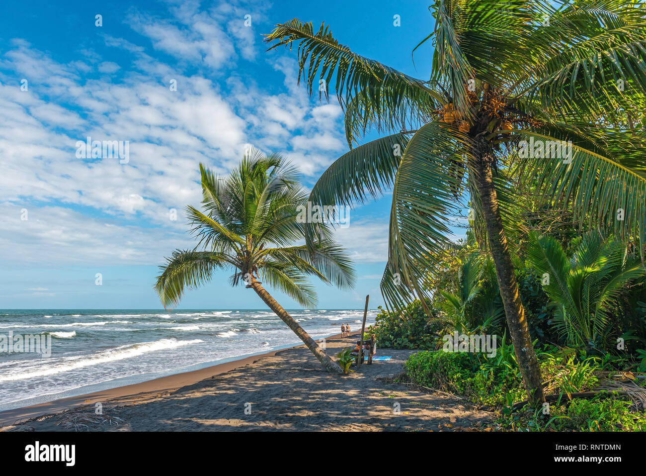 Menschen liegen am Strand entlang der Karibik mit Palmen in Tortuguero, Costa Rica. Stockfoto