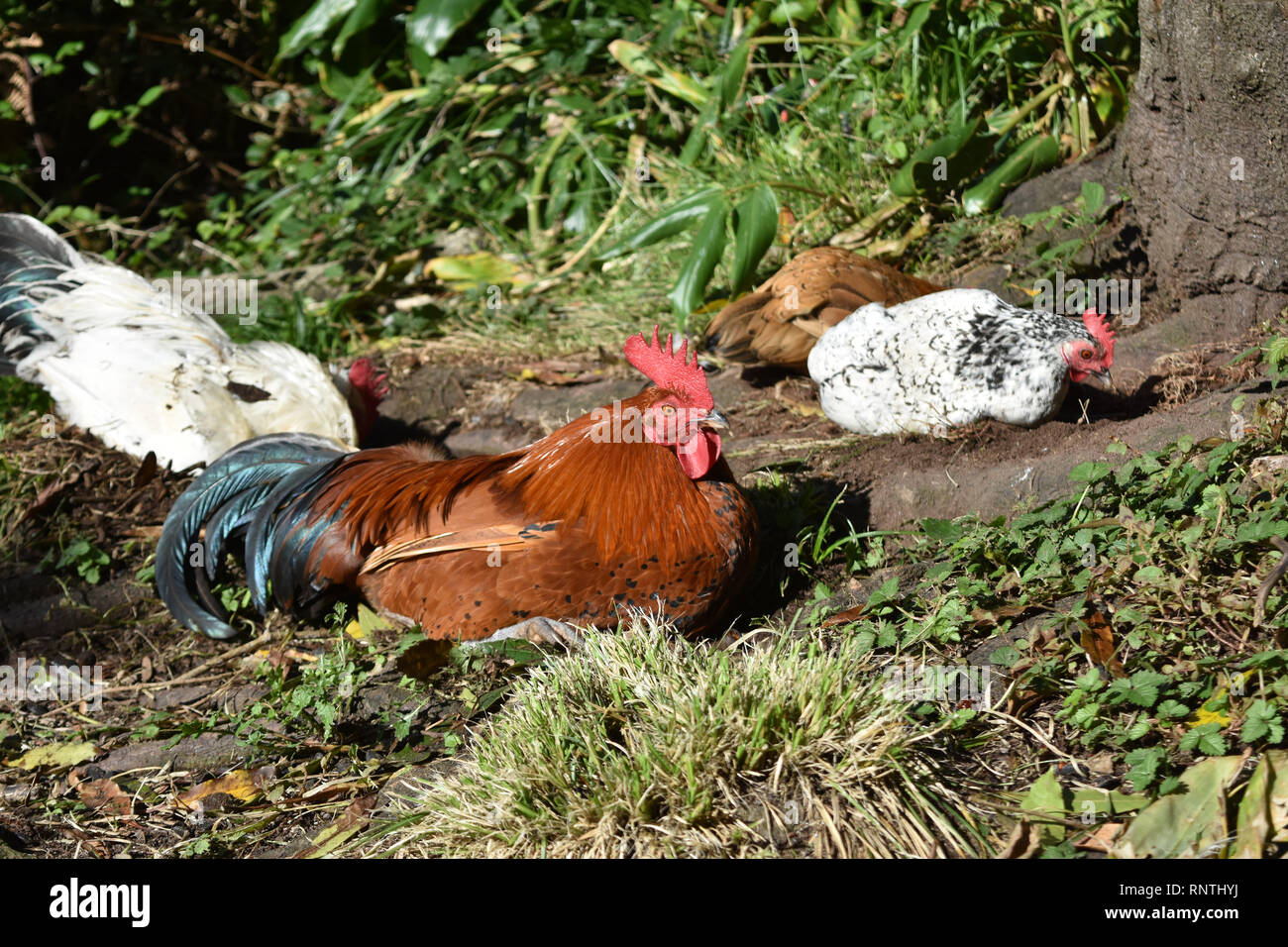 Große Gruppe von Wilden nesting Hähnchen und Hühner. Stockfoto