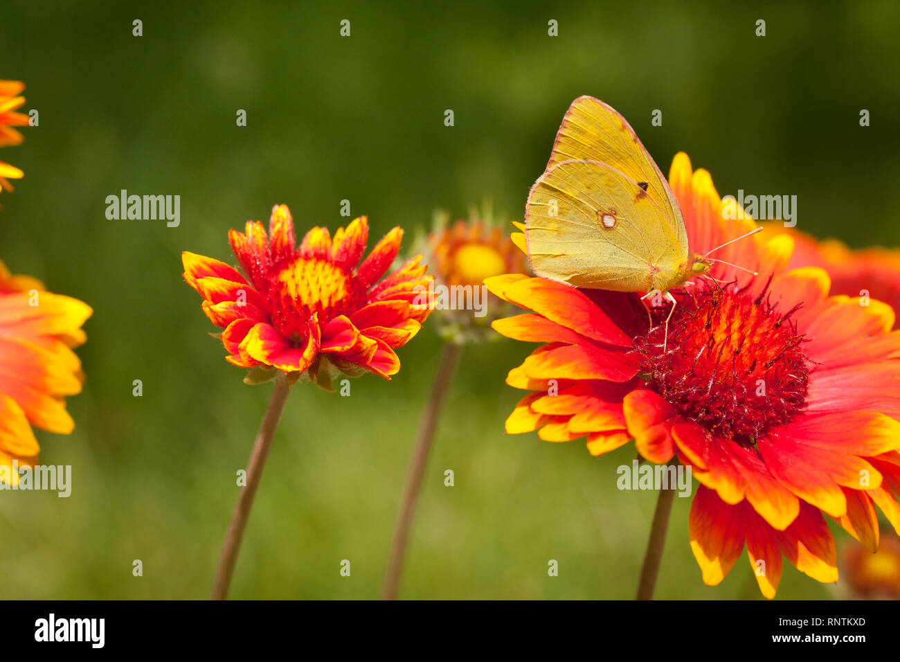 Makro Schmetterling Foto, Schmetterling auf orange Blume. Stockfoto