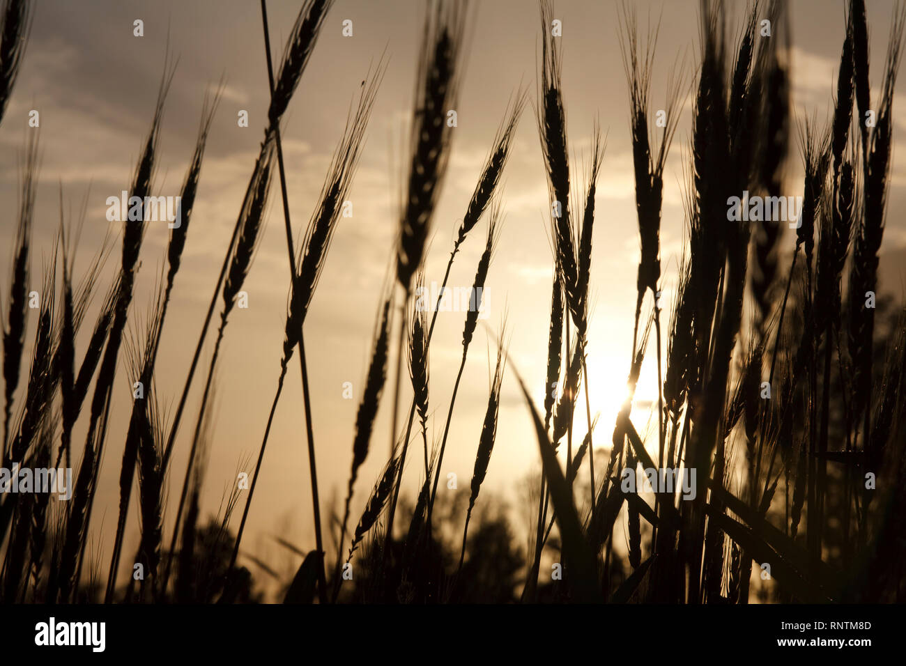 Golden Weizenfeld mit Sonnenlicht bei Sonnenuntergang. Stockfoto