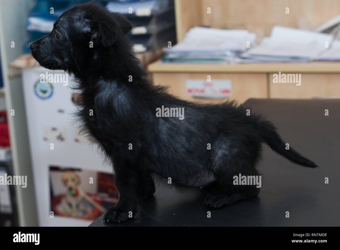 Kleiner Hund mit generalisierten demodectic mange, generalisierte Alopezie Stockfoto