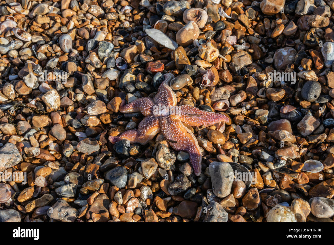 Star Fisch an einem Kieselstrand Stockfoto