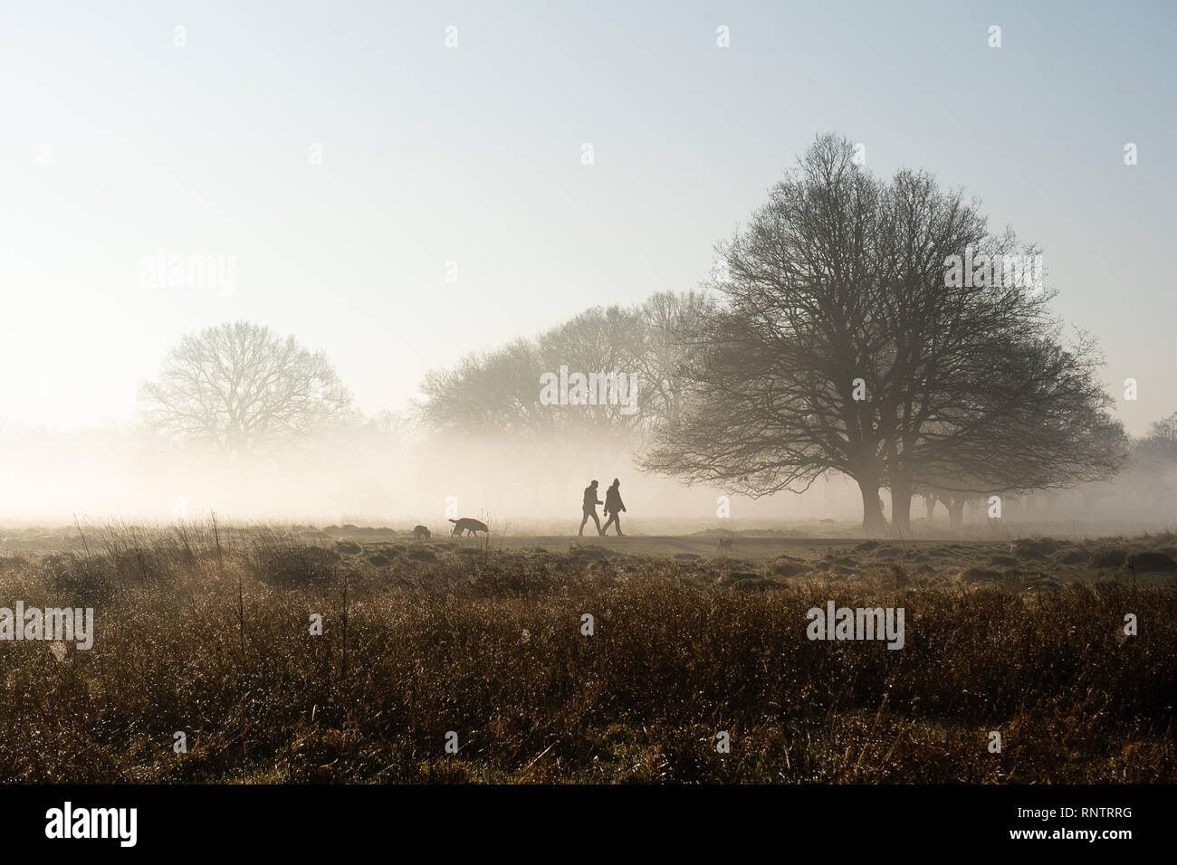 Hundewiesen in nebligen Park mit frostigen Felder und Sonnenaufgang im Winter, Royal Bushy Park, London Stockfoto