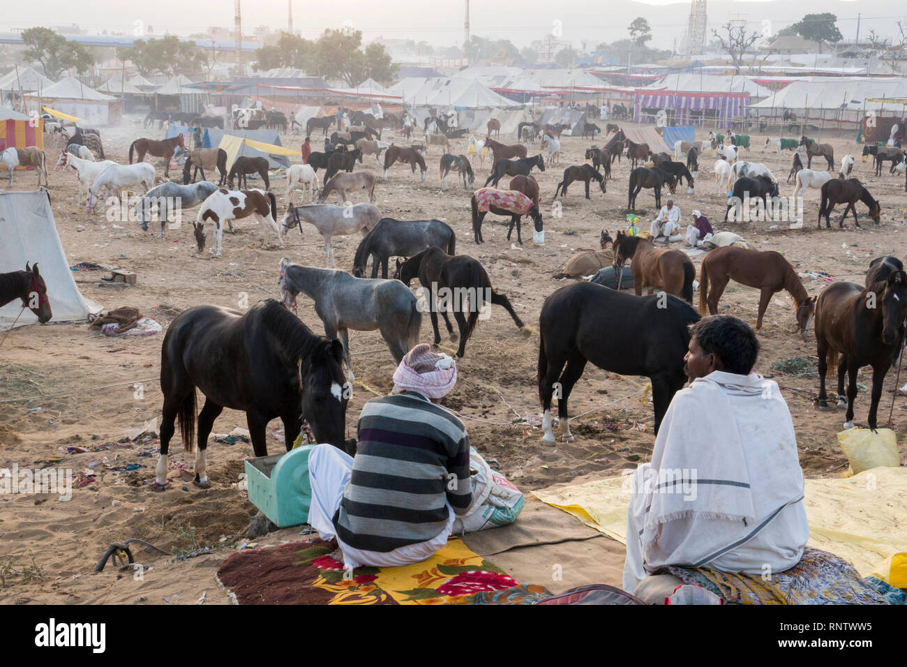 Marwari Pferde Fütterung am frühen Morgen Szene in Pushkar Fair in Rajasthan, Indien Stockfoto