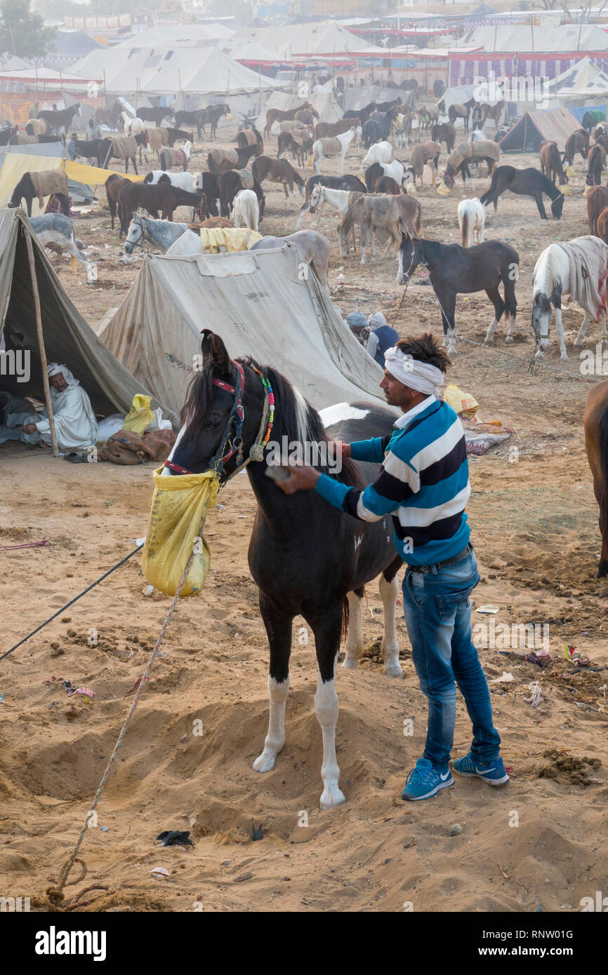 Marwari Pferde Fütterung am frühen Morgen Szene in Pushkar Fair in Rajasthan, Indien Stockfoto