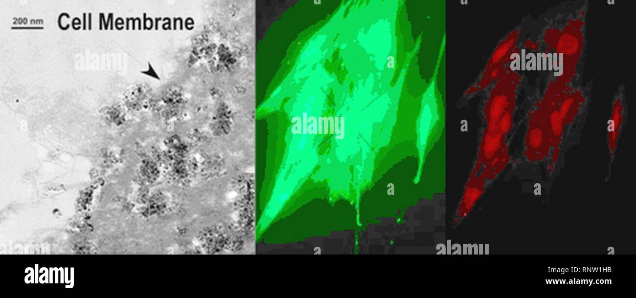 Zellen gezielt Absorbieren kurze Nanotubes (5881057302). Stockfoto