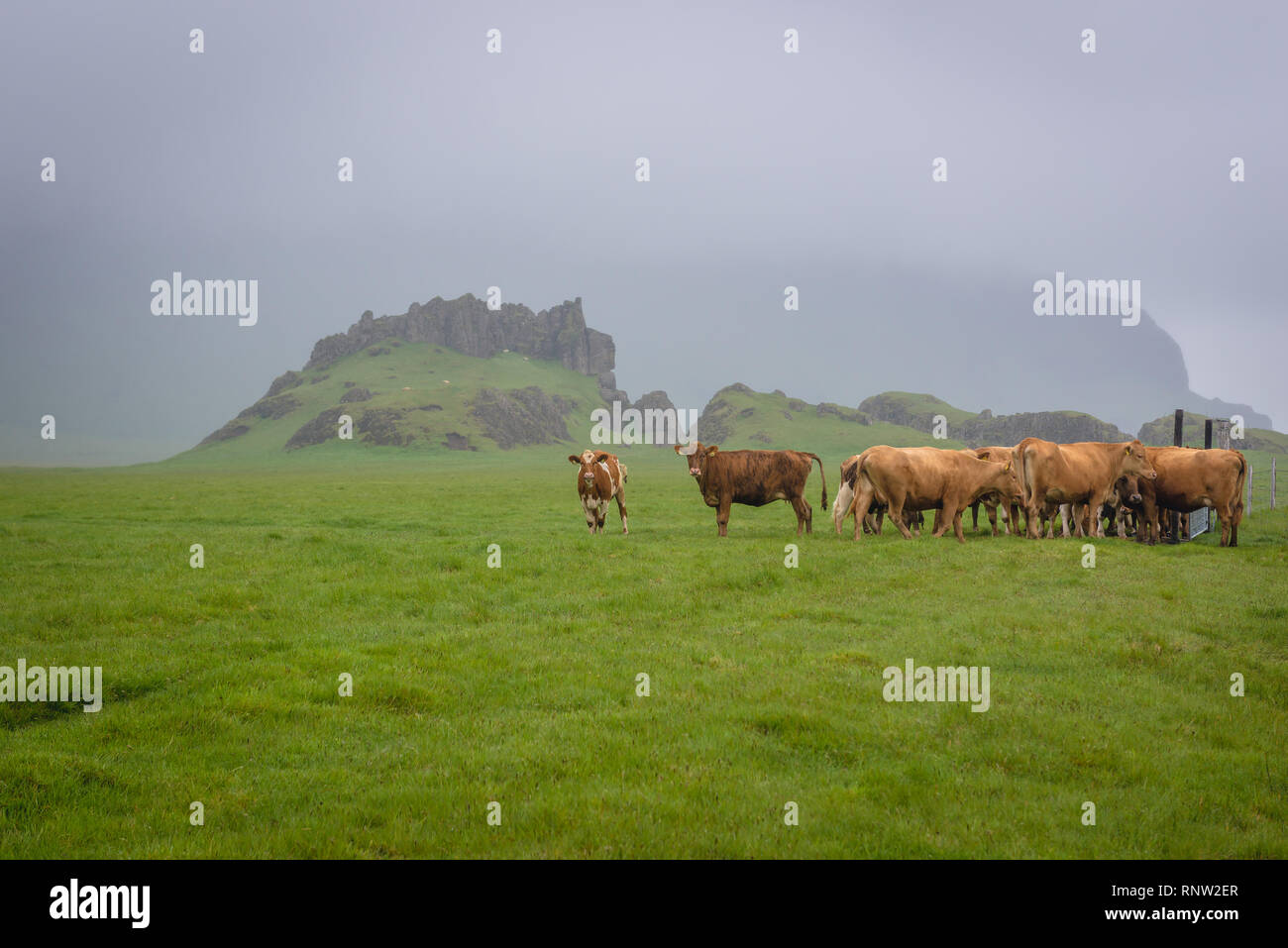 Kühe auf einer Weide in Island Stockfoto