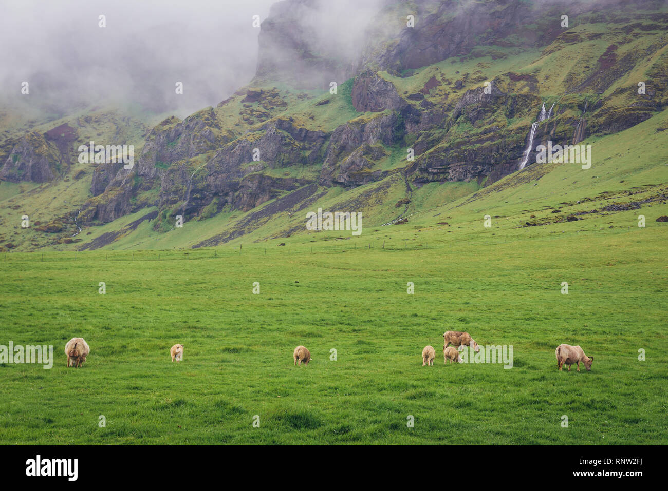 Schafe auf einer Weide in Island Stockfoto