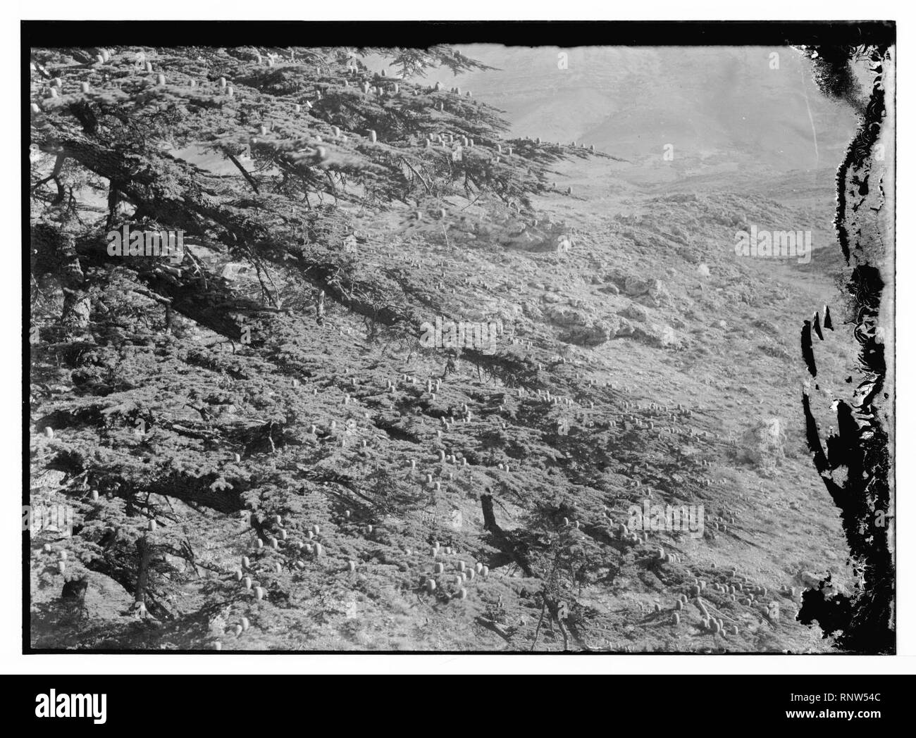 Cedar Grove. Eine zeder Ast mit den Kegeln. Kegel stehen oben Anstatt hängen Stockfoto