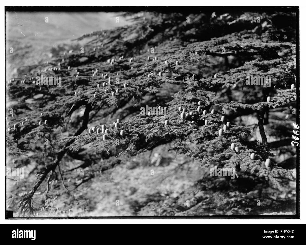 Cedar Grove. Eine zeder Ast mit den Kegeln. Kegel stehen oben Anstatt hängen Stockfoto