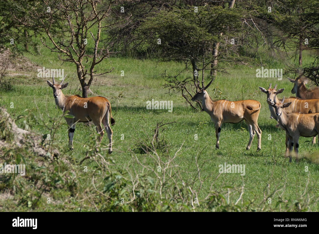 Eine Herde von gemeinsamen Elenantilope (taurotragus Oryx), Lake Mburo Nationalpark, Uganda Stockfoto