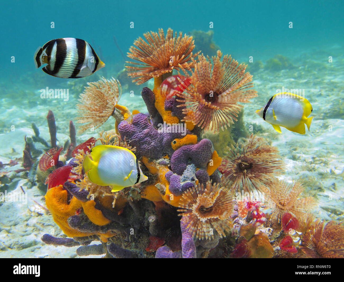 Bunte Unterwasserwelt Unterwasserwelt in der Karibik mit Würmern, Schwämme und tropischen Fischen Stockfoto