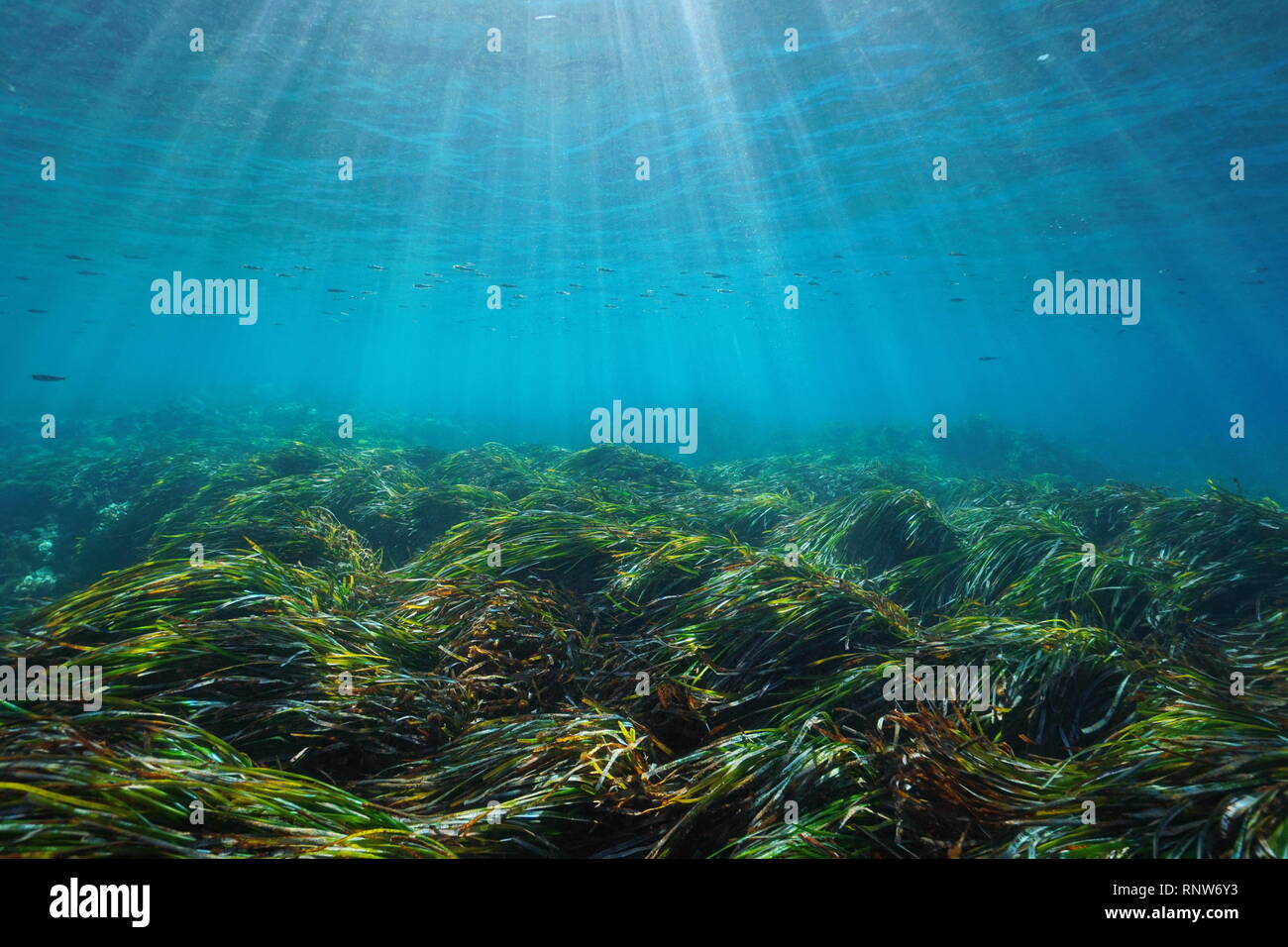 Meeresgrund mit Neptun Gras Posidonia oceanica Unterwasser Mittelmeer, natürliches Sonnenlicht, Javea, Alicante, Valencia, Spanien Stockfoto