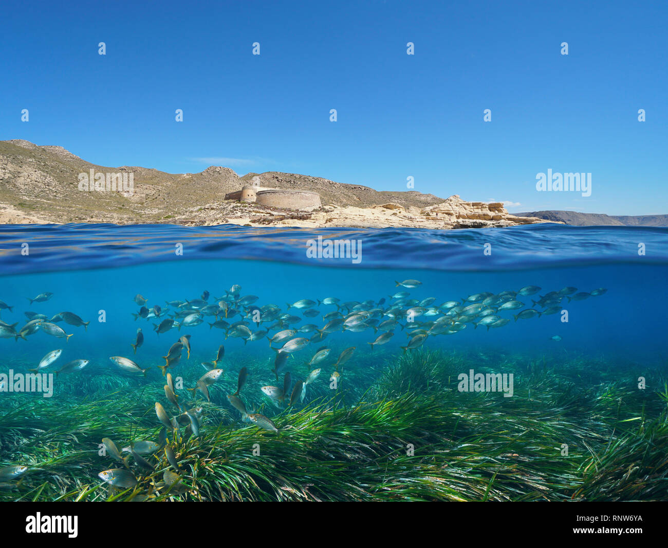 Spanien Andalusien Küste mit einem Schloss und Schule der Fisch mit Posidonia Seegras unterwasser Mittelmeer, El Playazo de Rodalquilar, Almeria Stockfoto