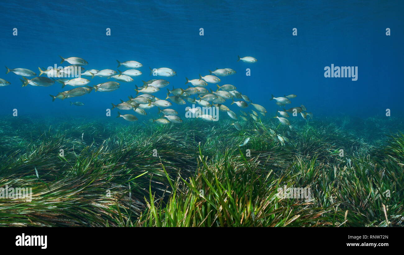 Spanien unterwasser Mittelmeer Schule der Fische mit Seegras Posidonia oceanica, Javea, Alicante, Valencia Stockfoto