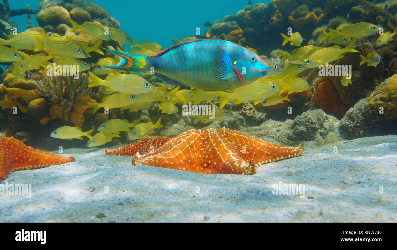 Seestern Unterwasser mit bunten tropischen Fischen im Meer der Karibik Stockfoto