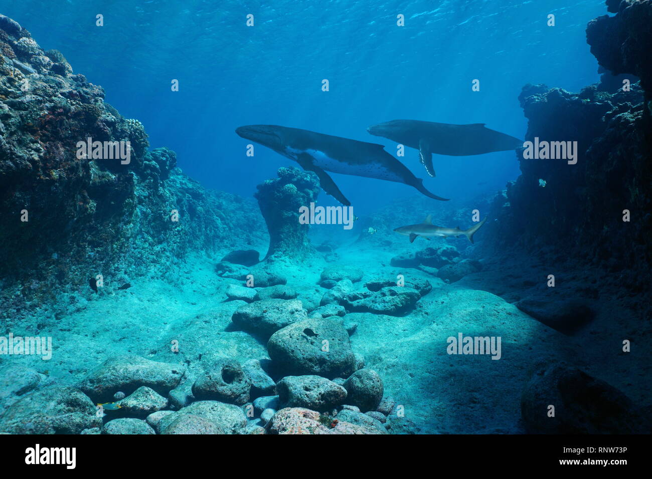 Unterwasser Marine, felsigen Meeresgrund mit Walen und Haien, Pazifischer Ozean, Französisch Polynesien Stockfoto