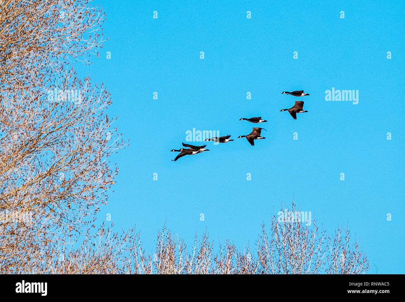 Kanadagänse im Flug gegen strahlend blauen Himmel; Zentralen Colorado; USA Stockfoto