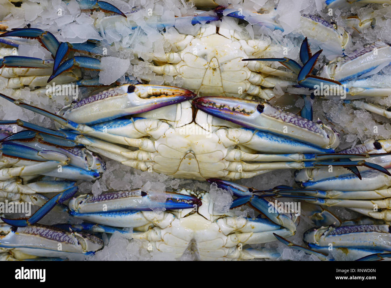 Blue swimmer Crab (Portunus armatus) zum Verkauf zu einem Seafood Market in Sydney, Australien Stockfoto