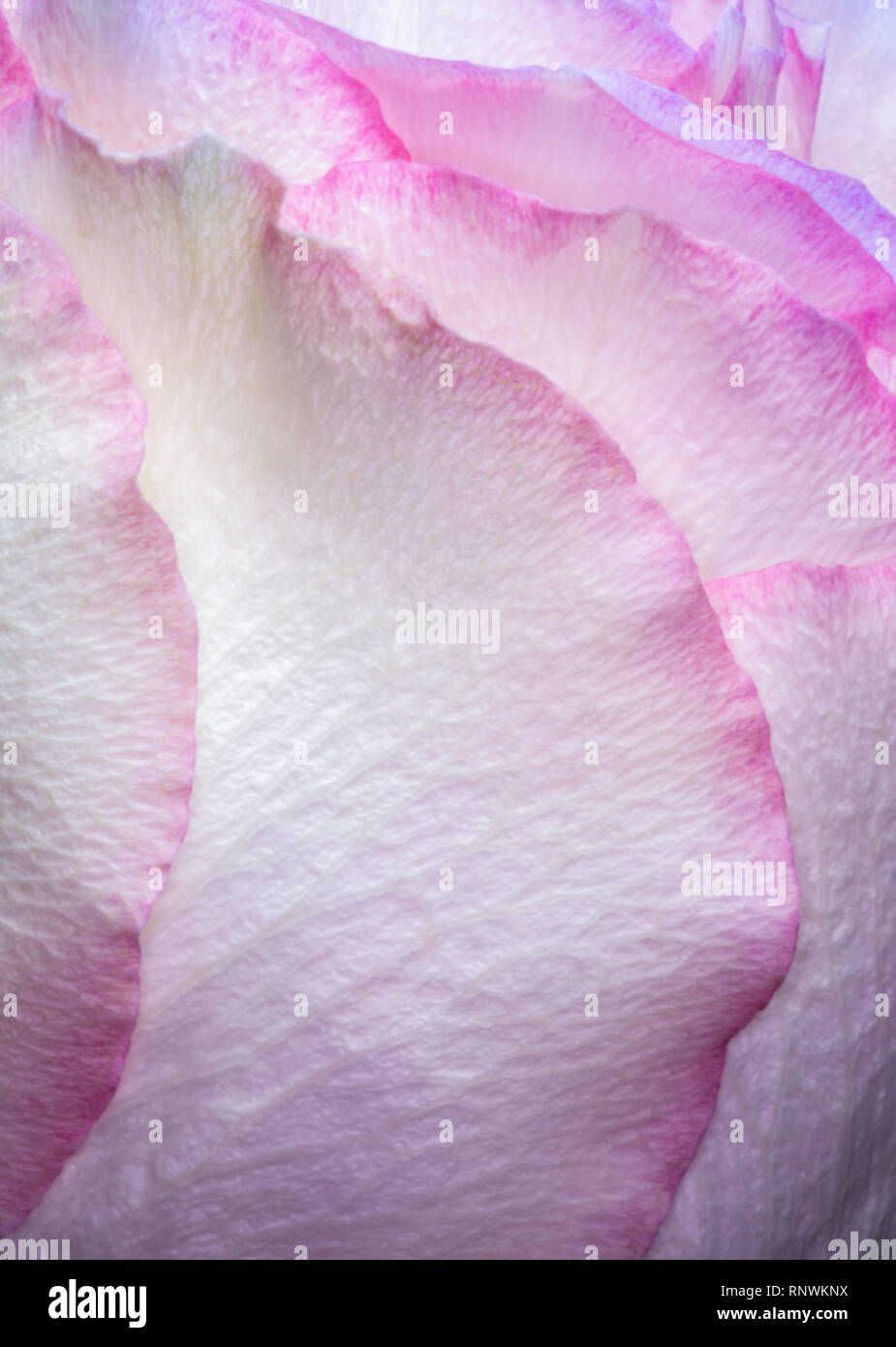 Makroaufnahme einer rosa Rosenblüten Stockfoto