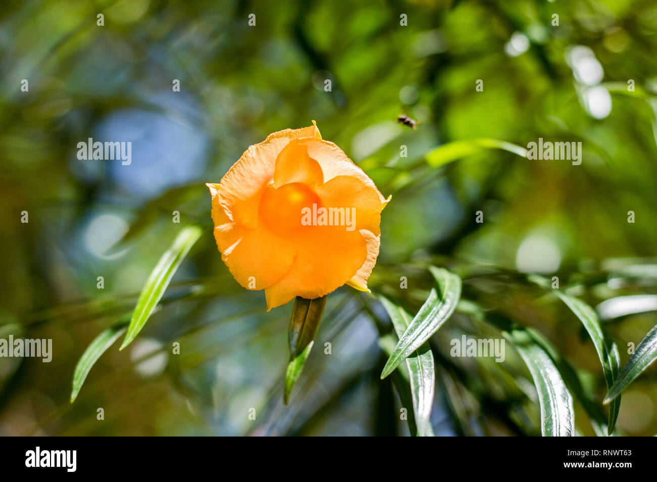 Orange Cascabela thevetia, Thevetia rubro von Yucatan, Mexiko Stockfoto