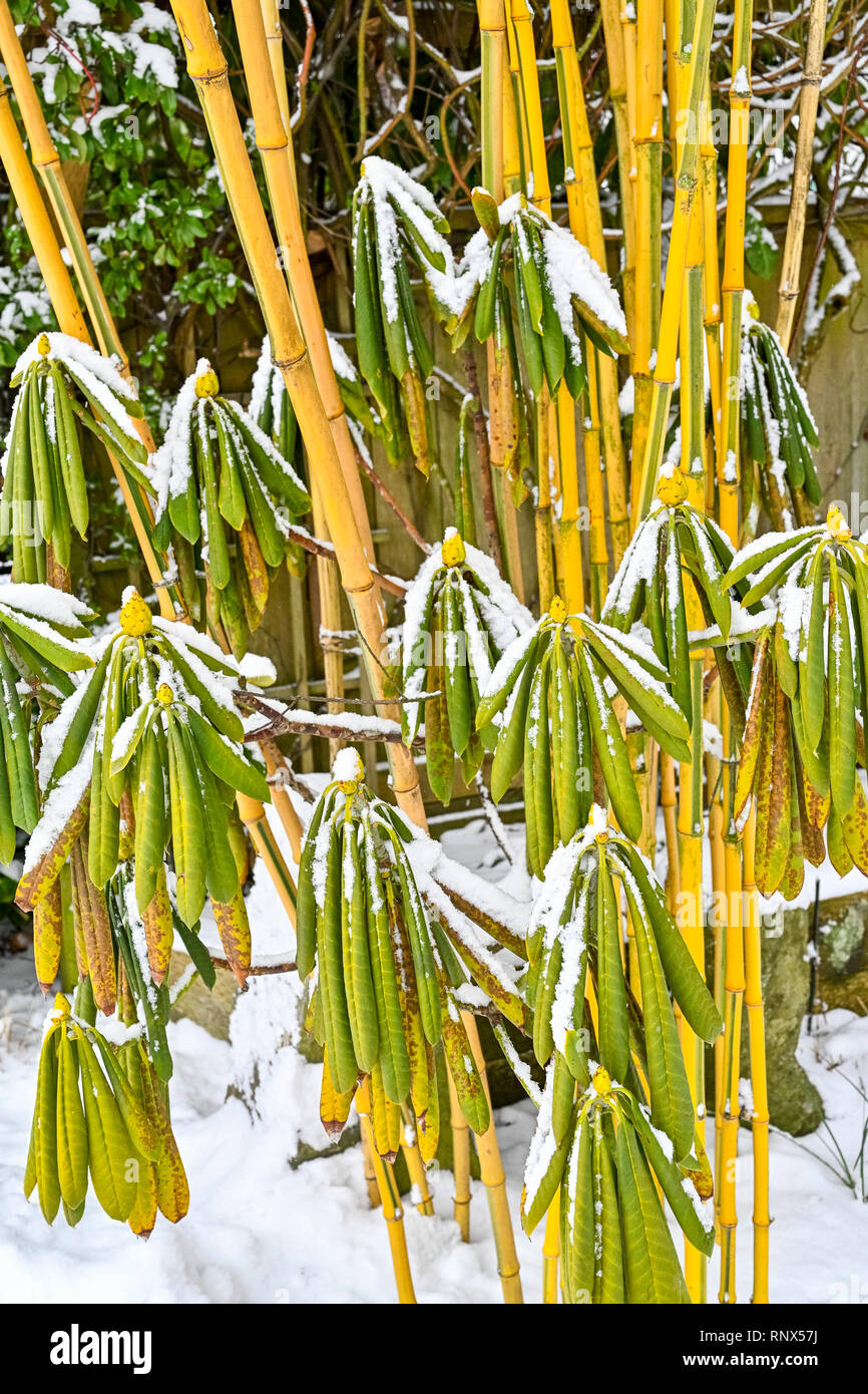 Bambus schnee -Fotos und -Bildmaterial in hoher Auflsung  Alamy