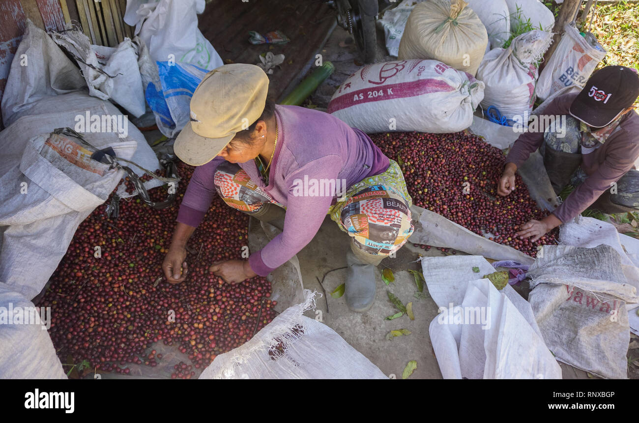 Banyuwangi, Indonesien - 16.Oktober 2015: Kaffee Plantagenarbeiter Auswahl raw coffee bean in Banyuwangi. Indonesien ist eines der wichtigsten Kaffee Hersteller. Stockfoto