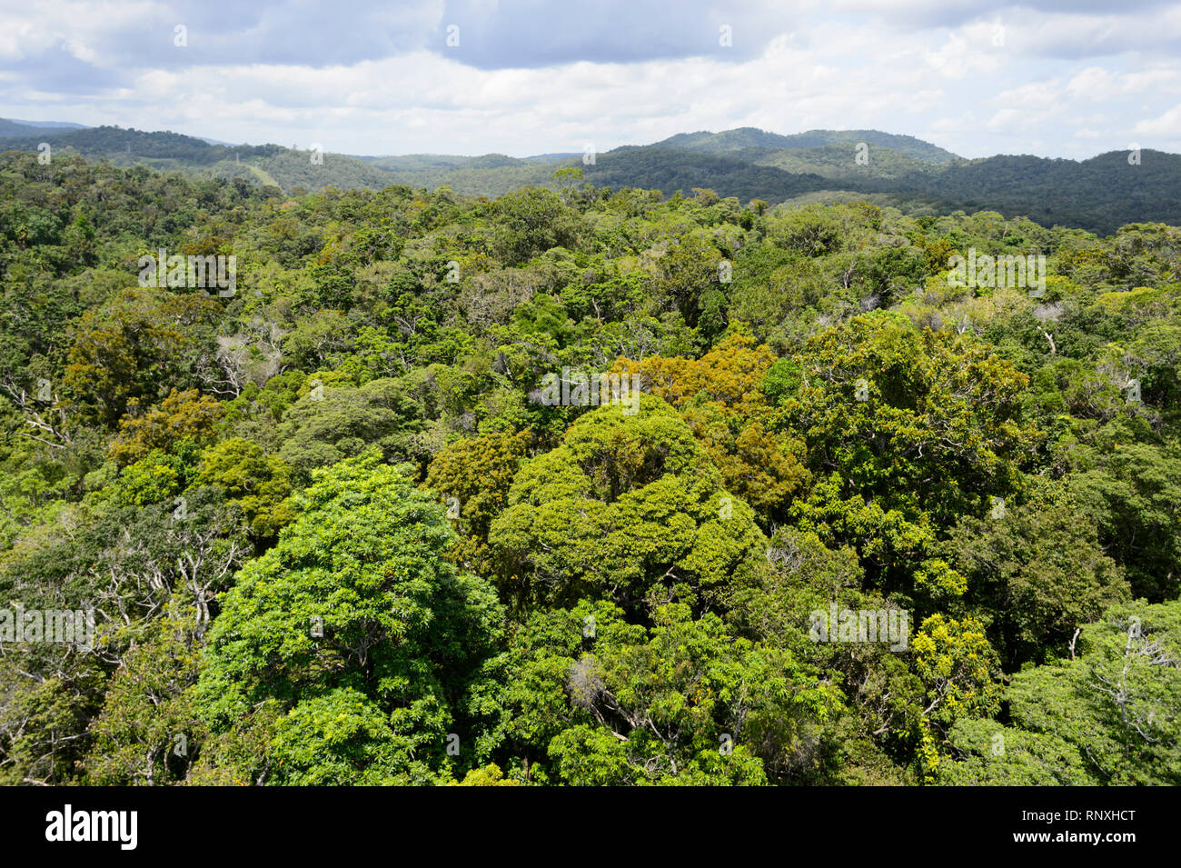 Antenne Perspektive über den Baumkronen des tropischen Regenwaldes in Barron Gorge National Park, Cairns, Far North Queensland, FNQ, QL Stockfoto