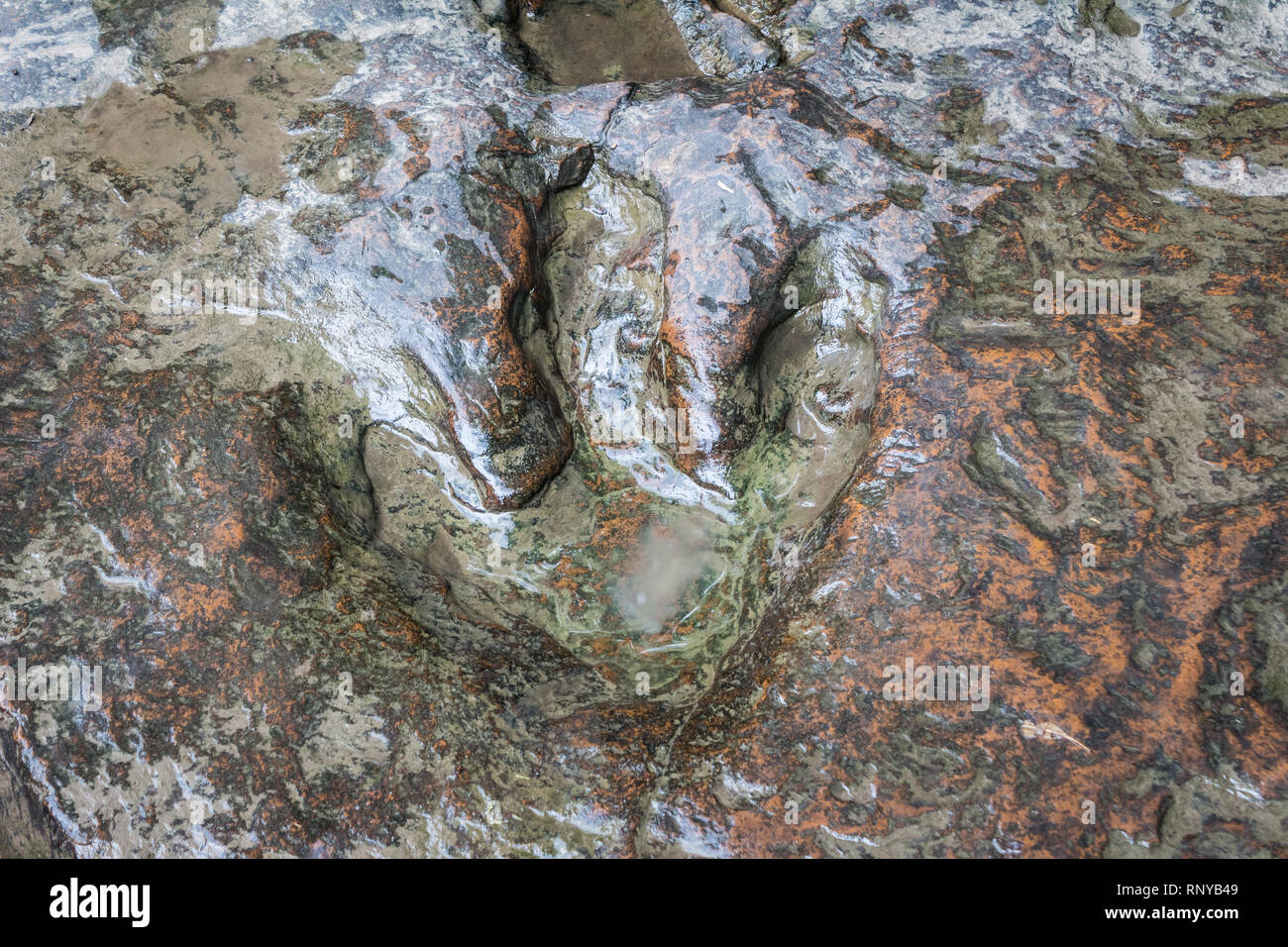 Echten dinosaur Footprint, Thailand. Stockfoto Echten dinosaur Footprint, Thailand. Stockfoto