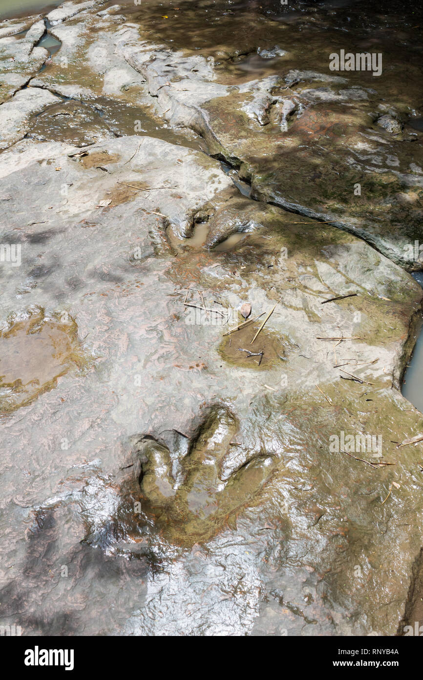 Echten dinosaur Footprint, Thailand. Stockfoto Echten dinosaur Footprint, Thailand. Stockfoto