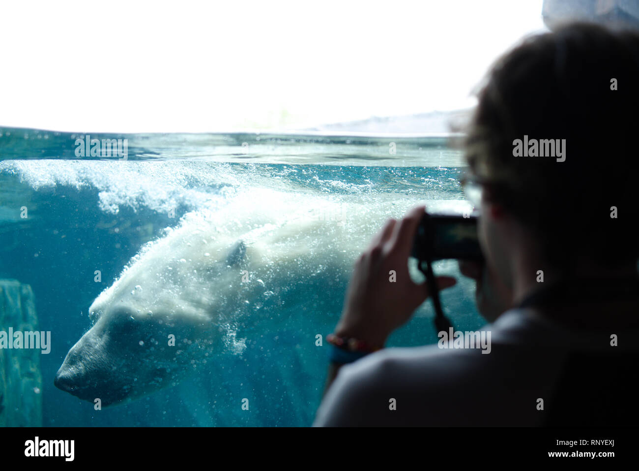 Sehen Kali, der Eisbär, im Saint Louis Zoo. Stockfoto