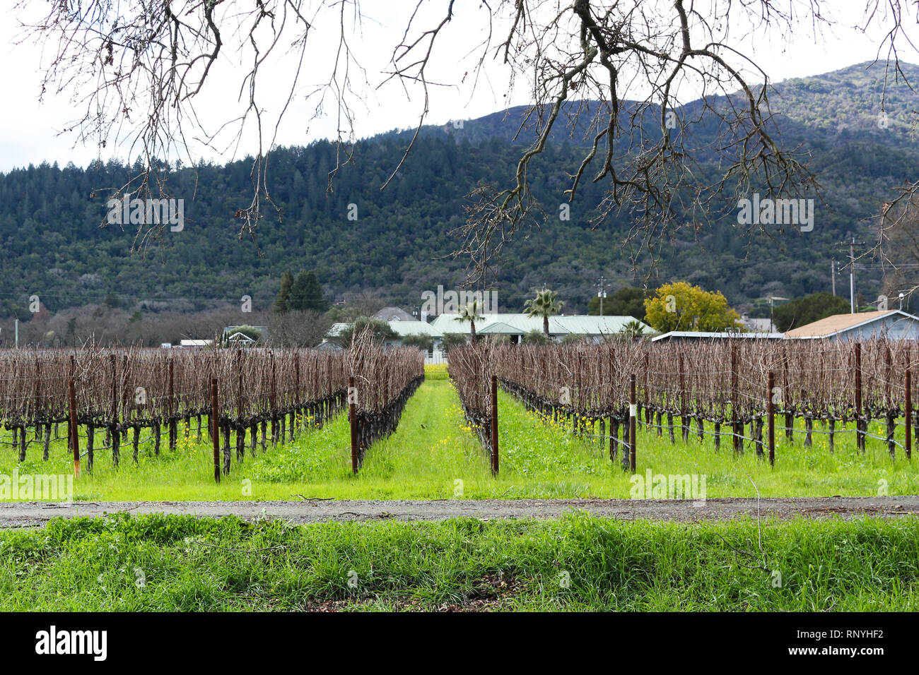 Die Weinberge des Napa Valley in Kalifornien an einem schönen Wintertag nach der Regenzeit aus der Region heraus gerollt sind. Stockfoto