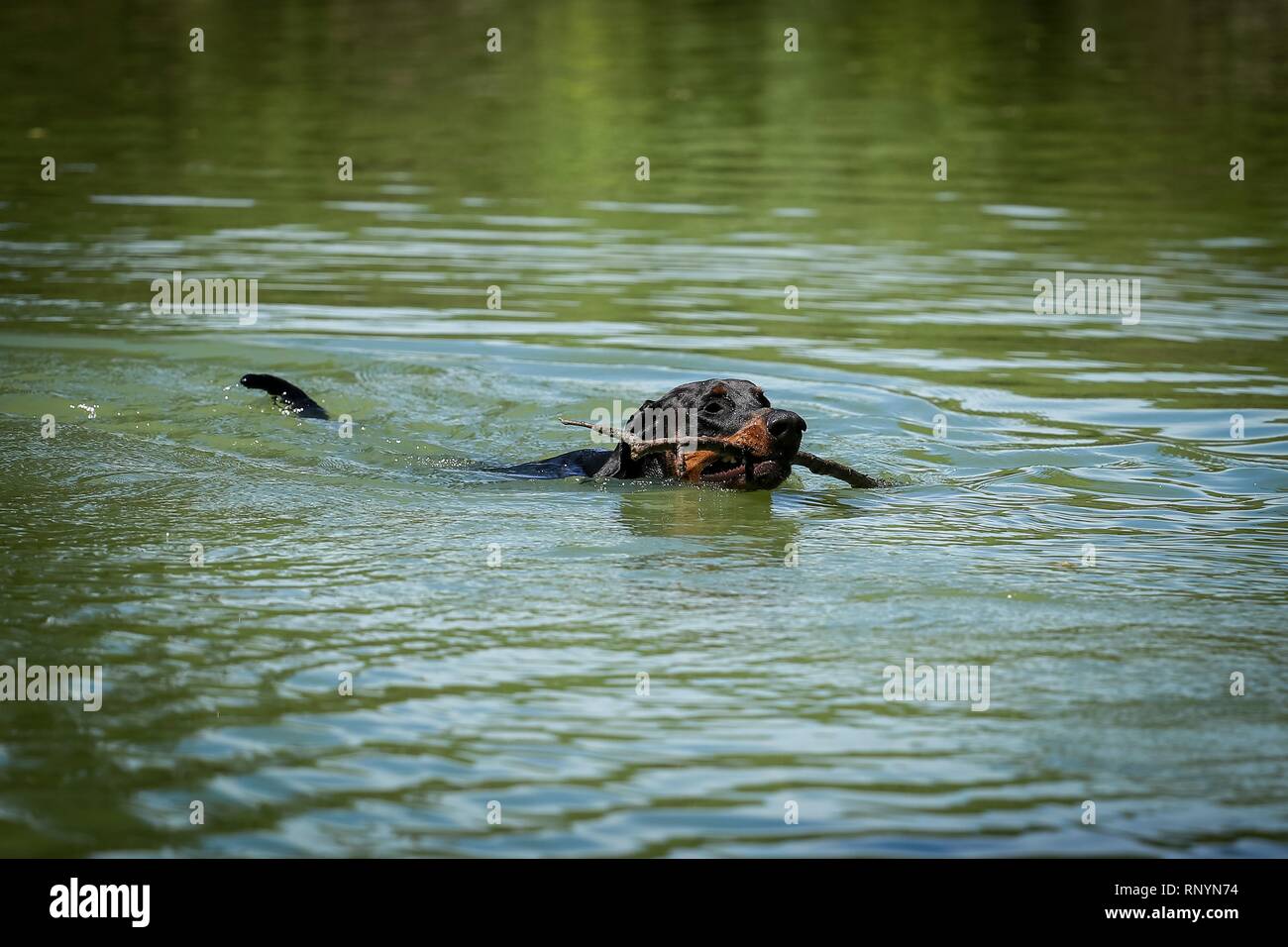 Dobermann zu spielen Stockfoto