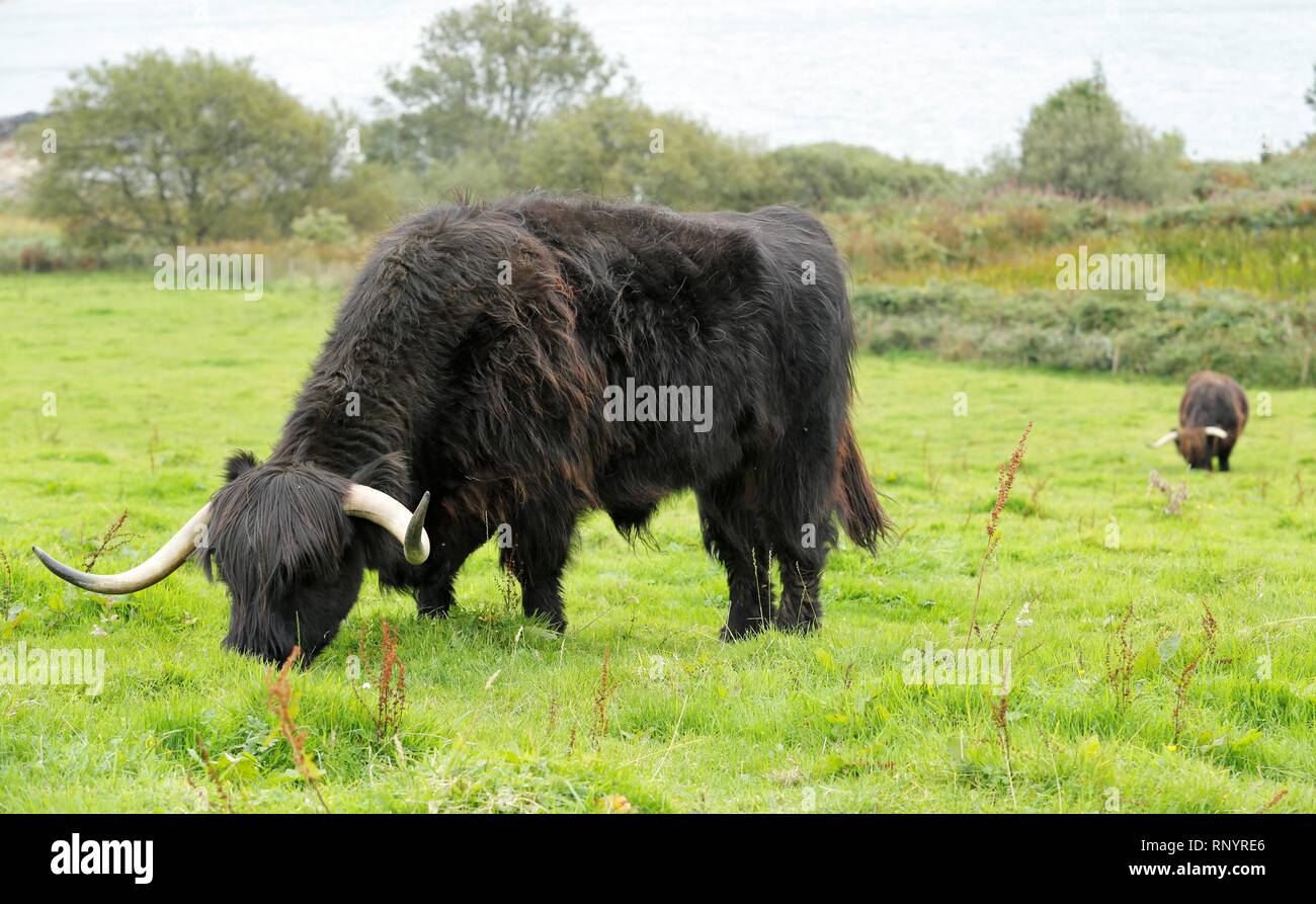 Adorable Scottish Highland Rinder züchten Stockfoto