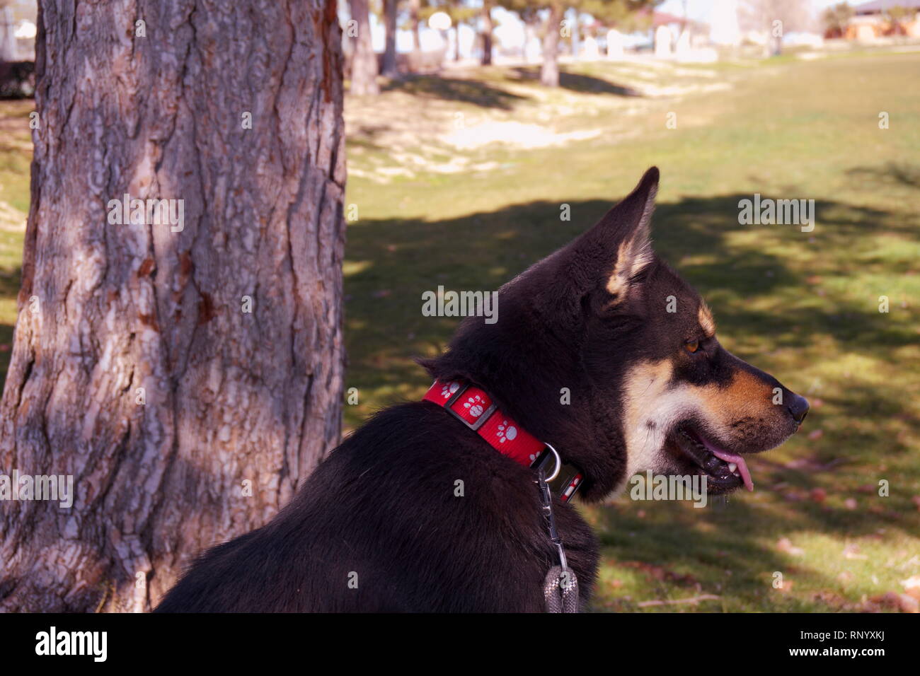 Hund im Park von Baum Portrait Stockfoto