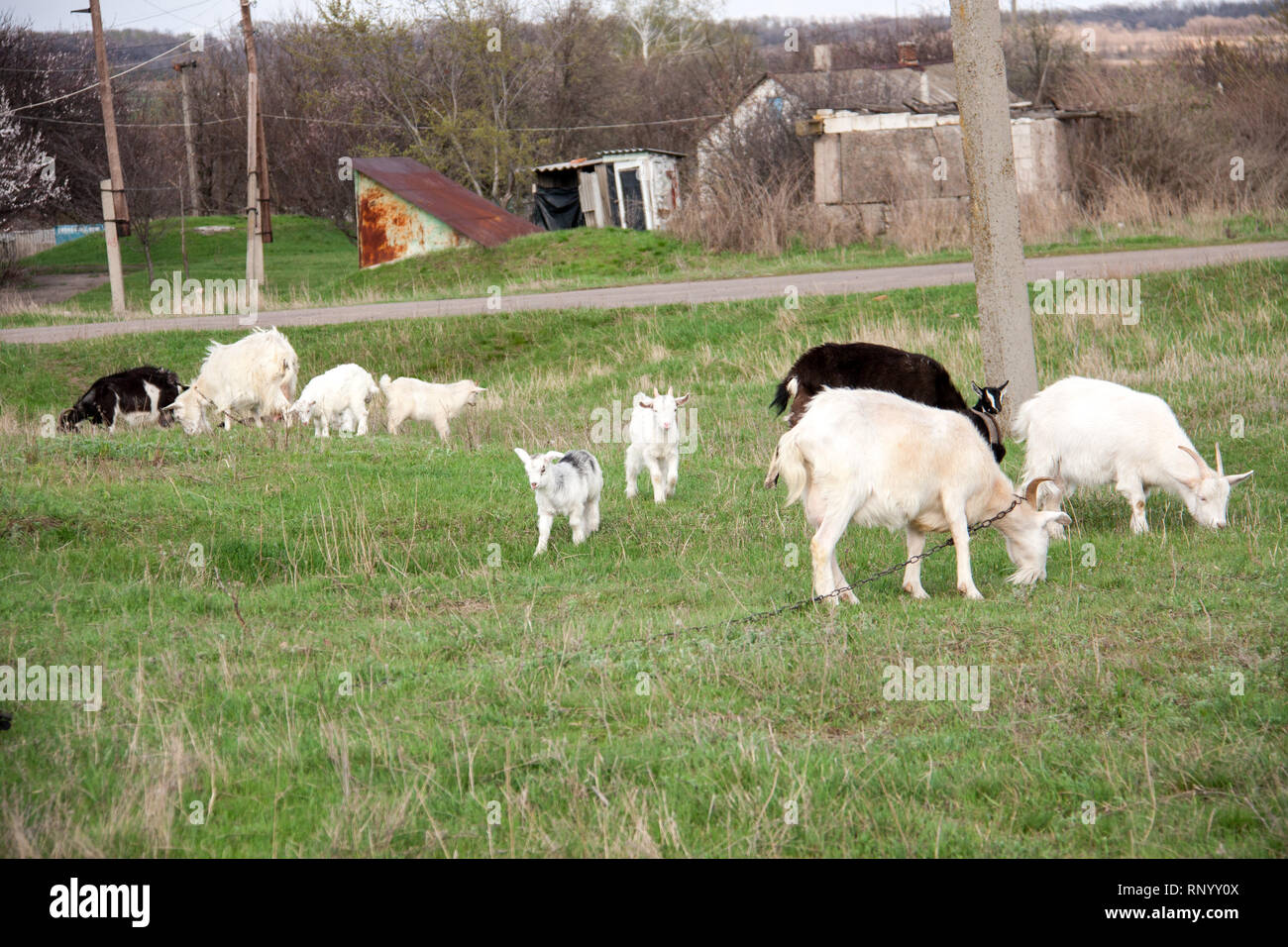 Eine Herde von Ziegen und Zicklein sind Streifen auf grünem Gras. Stockfoto