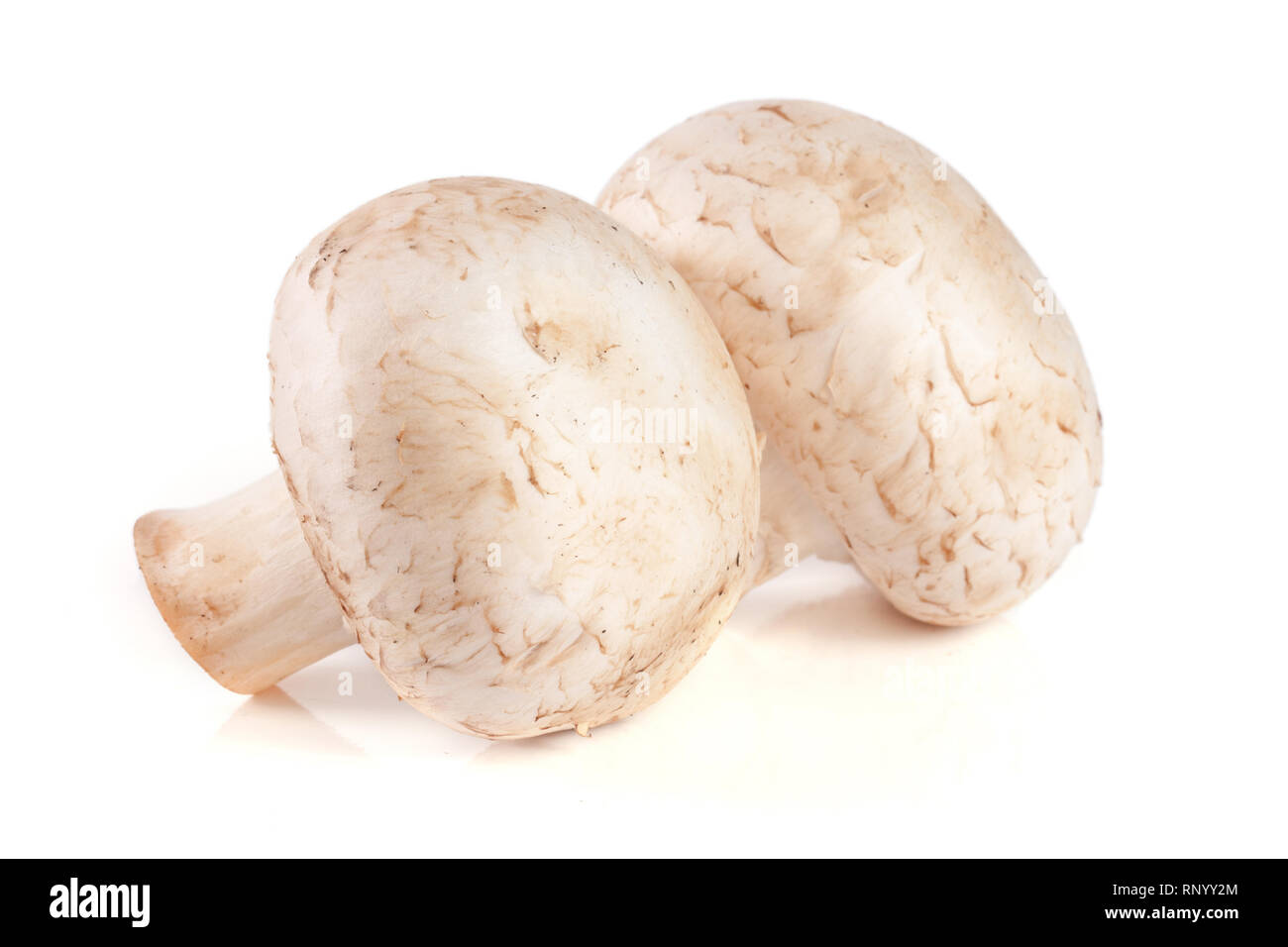 Zwei frische champignon Pilze auf weißem Hintergrund. Stockfoto