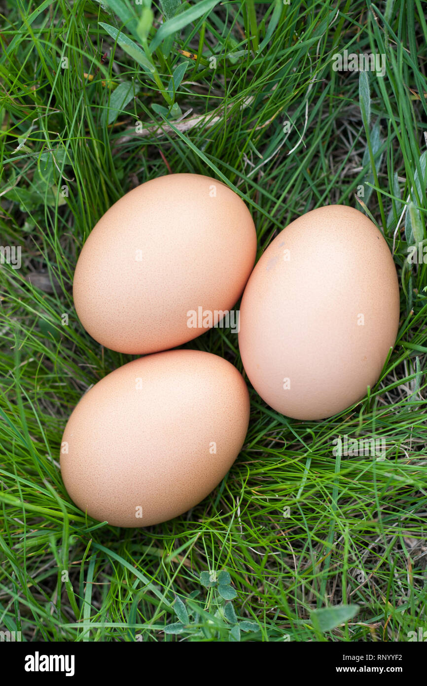 Huhn Eier in ein Nest von grünem Gras. Stockfoto