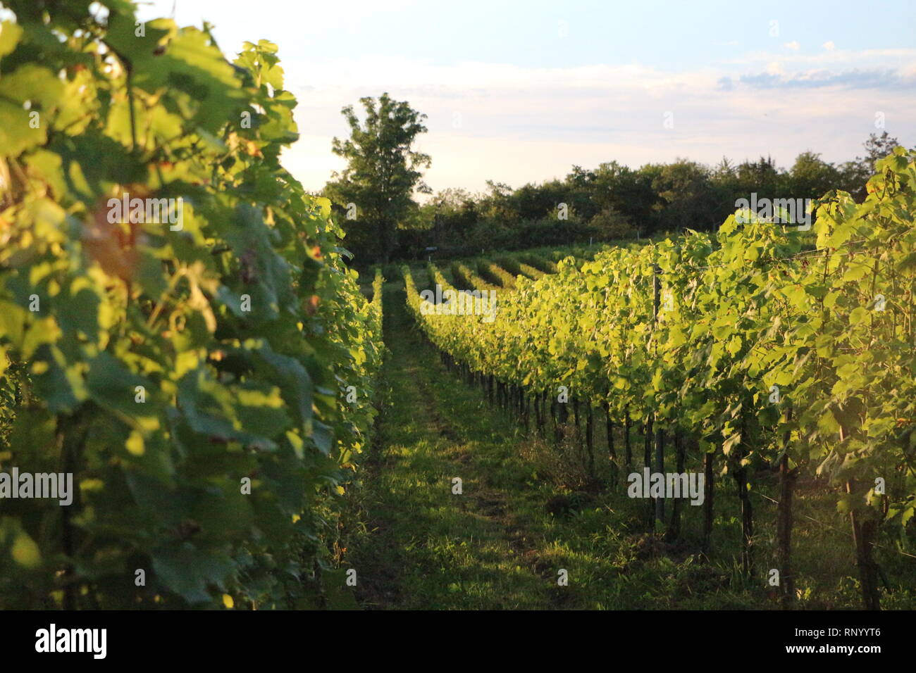 Rebe in einem Weinberg in Baden-Baden. Stockfoto