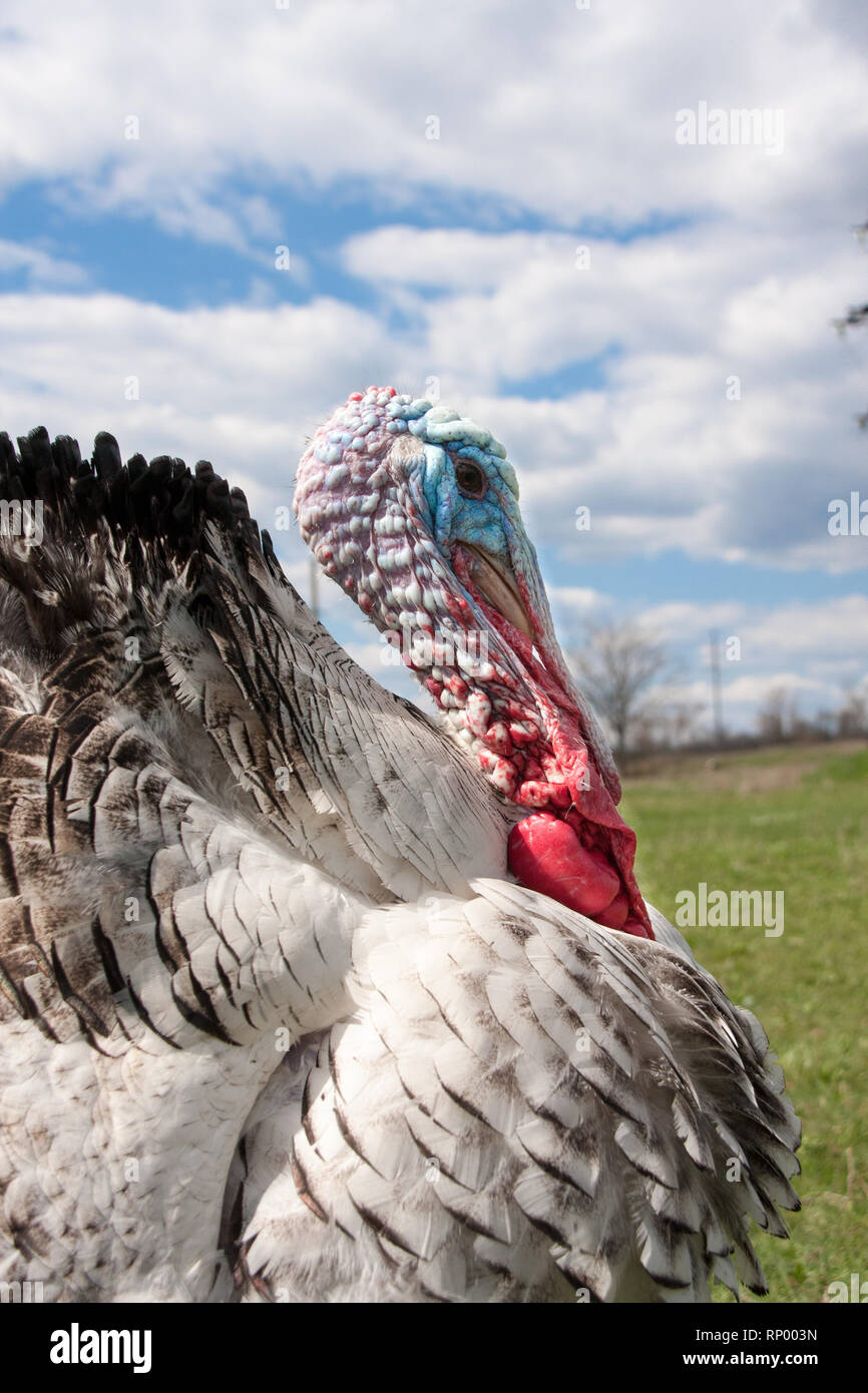 Türkei männlich oder gobbler Nahaufnahme auf dem Hintergrund des blauen Himmels. Stockfoto