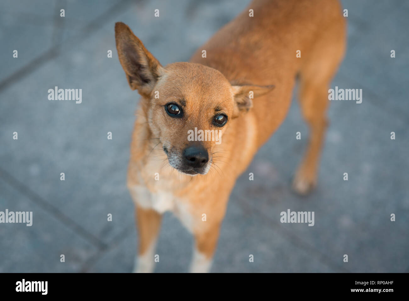 Schließen Sie die russische Toy Terrier auf der Suche nach der Kamera. Selektiver Fokus Makroaufnahme mit flachen DOF Stockfoto