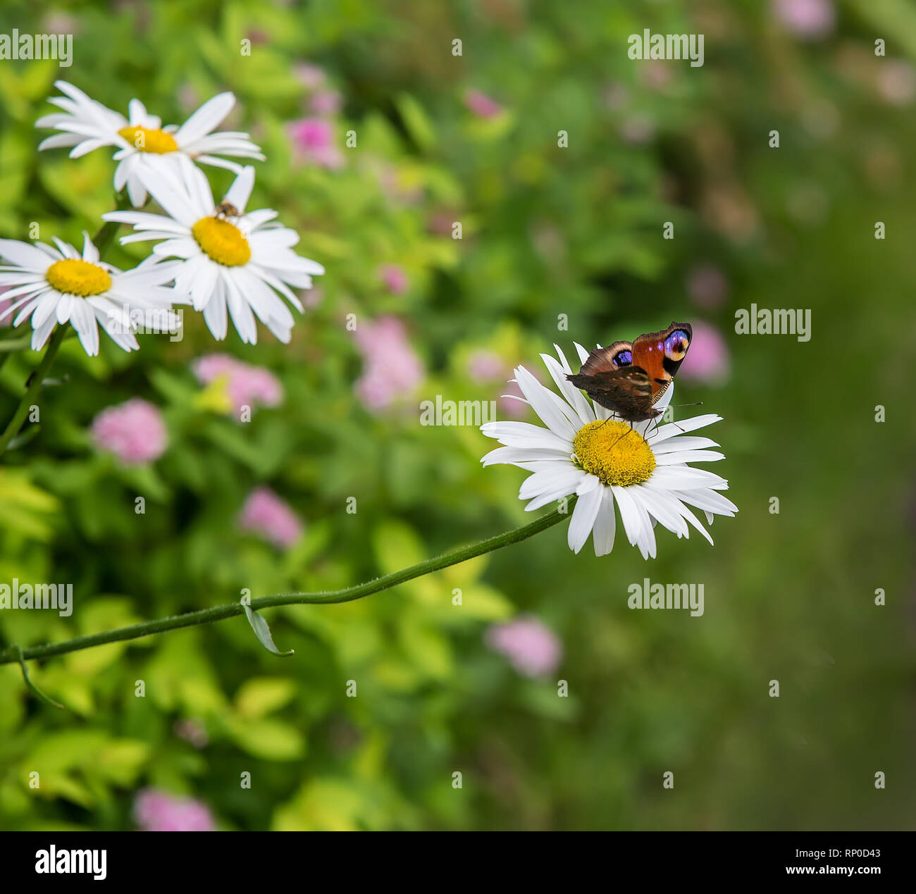 Schmetterling auf Gänseblümchen im Garten im Frühling bed Stockfoto