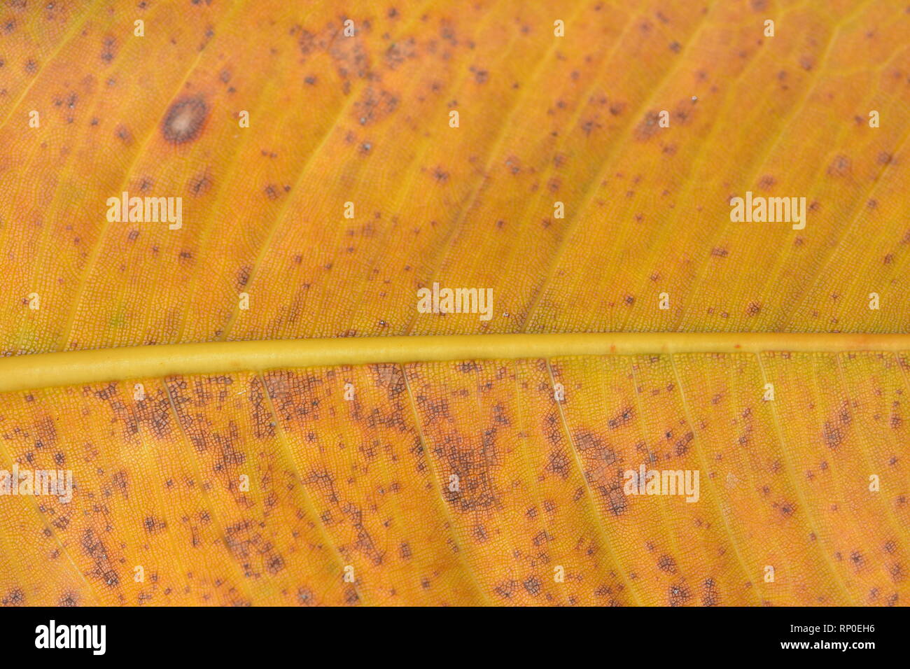 Schließen Detail der gelben Baum Blatt mit körnigen Oberflächenstruktur und braunen Bereiche wahrscheinlich verursacht durch Fäulnis, die bereits begonnen hat. Stockfoto