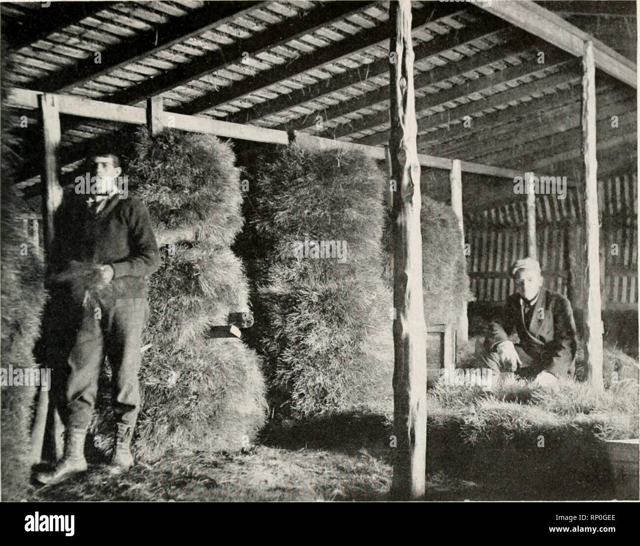 . Amerikanische Forstwirtschaft. Die Wälder und die Forstwirtschaft. NURSEin' AXI) I'L. WriXC^. TOOLS" 52 7. Innenraum der SEKDLIXt. S-Bahnhof IIALSEY IIOLSIC, Pflanzung, County, Nebraska THOMAS Bäume in zylindrischen Piles, Wurzeln in die Mitte, wie in der beigefügten Abbildung gezeigt. In dieser Methode der Ramm eine liberale Versorgung von feuchtem Sphagnum zwischen Schichten der Wurzeln verhindert wird, dass sie nicht austrocknen, und die Spitzen nach außen, in einem Kreis von größeren Cir-cumference als von den Wurzeln beschäftigt, über ausreichende Luft Platz und sind wahrscheinlich nicht mit Schimmel oder Schimmel. Es ist natürlich wünschenswert diese Stapel zu platzieren Stockfoto