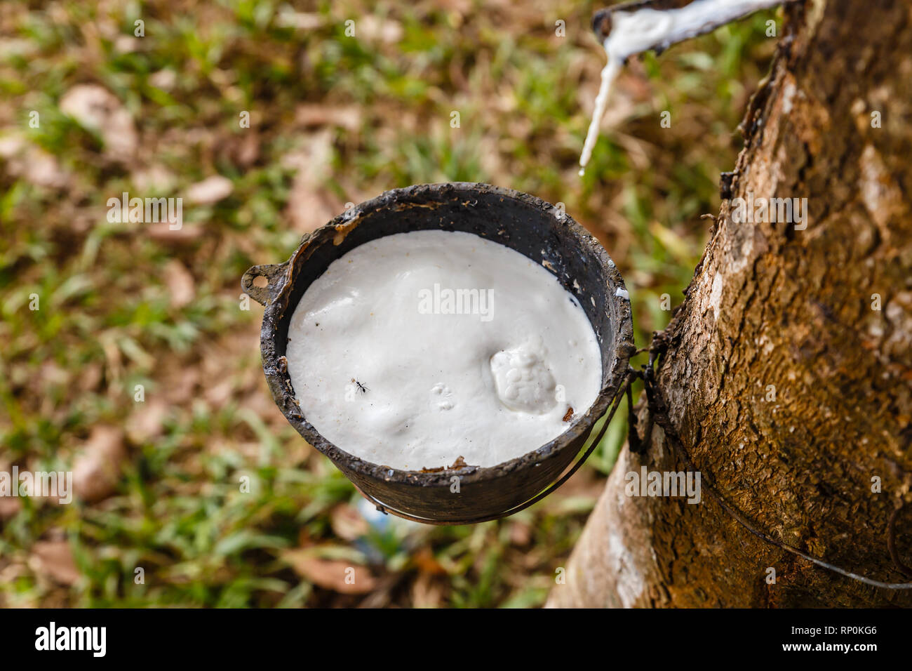Rubber Tapping, Schüssel für das Sammeln von latex aus einem Gummibaum, Laos Stockfoto