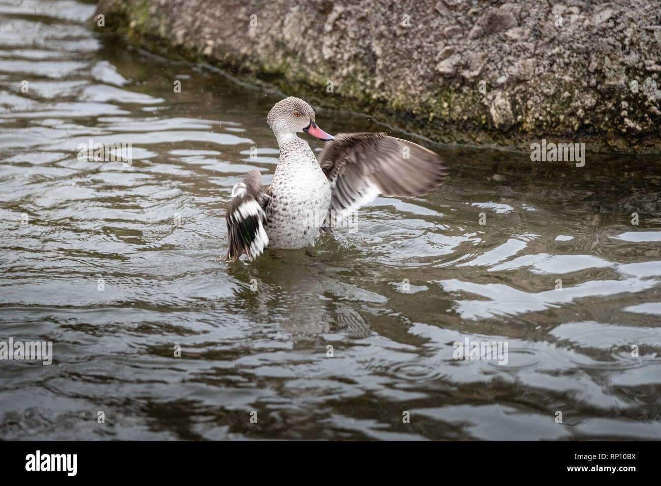 Enten auf einem See snorting Stockfoto
