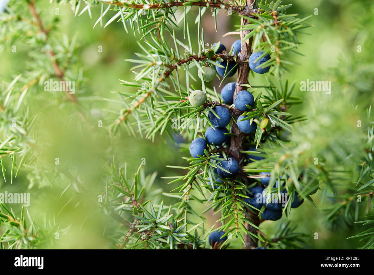 Nahaufnahme der Wacholder wächst am Baum. Juniper Zweig mit blauen und grünen Beeren wachsen außerhalb. Stockfoto