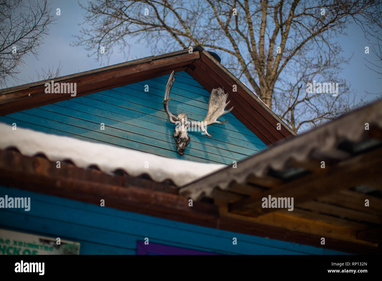 Ein Hirschkopf ist über der vorderen Veranda der Kabine in Russland montiert Stockfoto